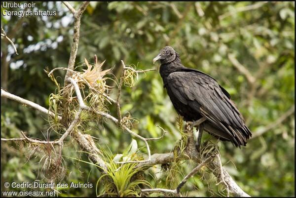 Black Vulture