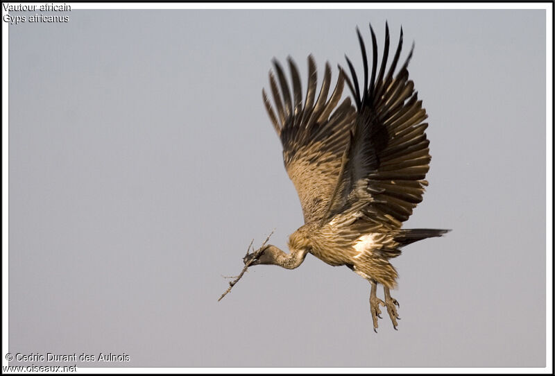 Vautour africain