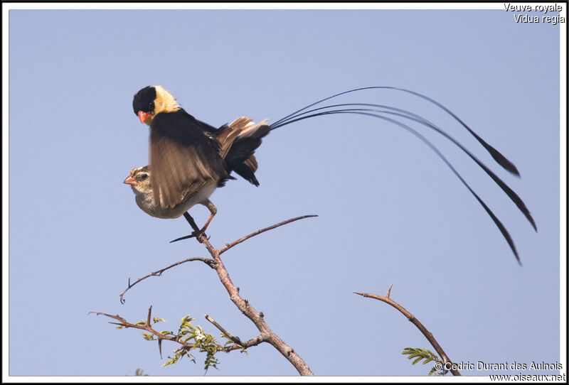 Shaft-tailed Whydah