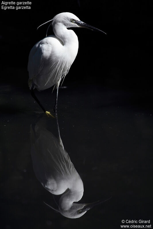 Aigrette garzetteadulte