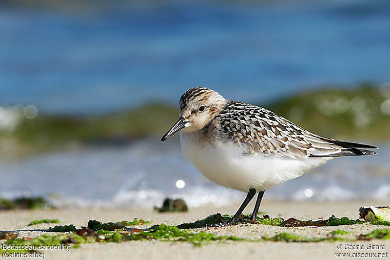 Bécasseau sanderling