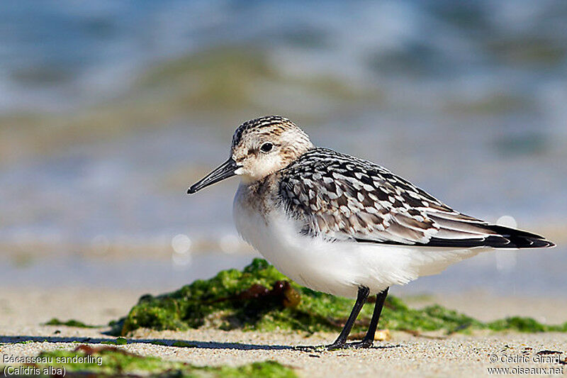 Bécasseau sanderling