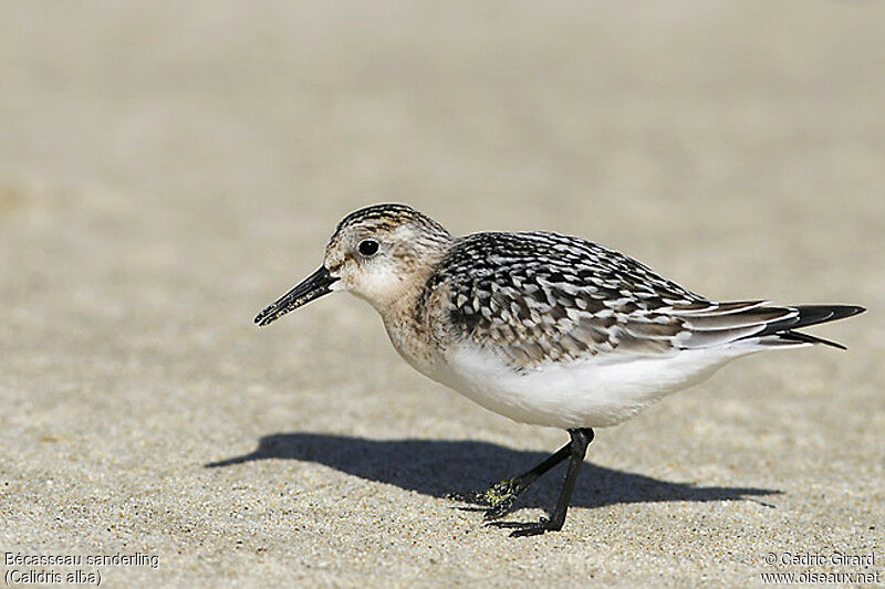 Bécasseau sanderling