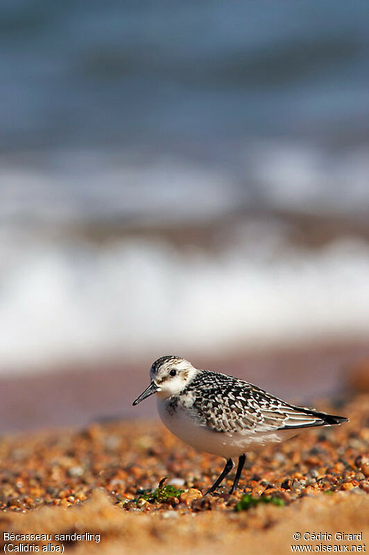 Bécasseau sanderling