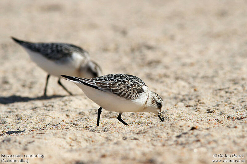 Bécasseau sanderling