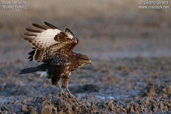 Buse variable