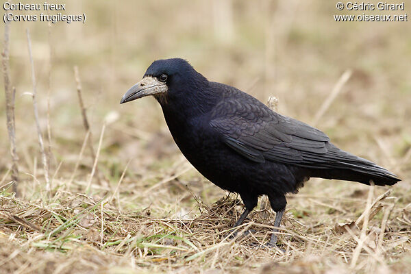 Corbeau freux