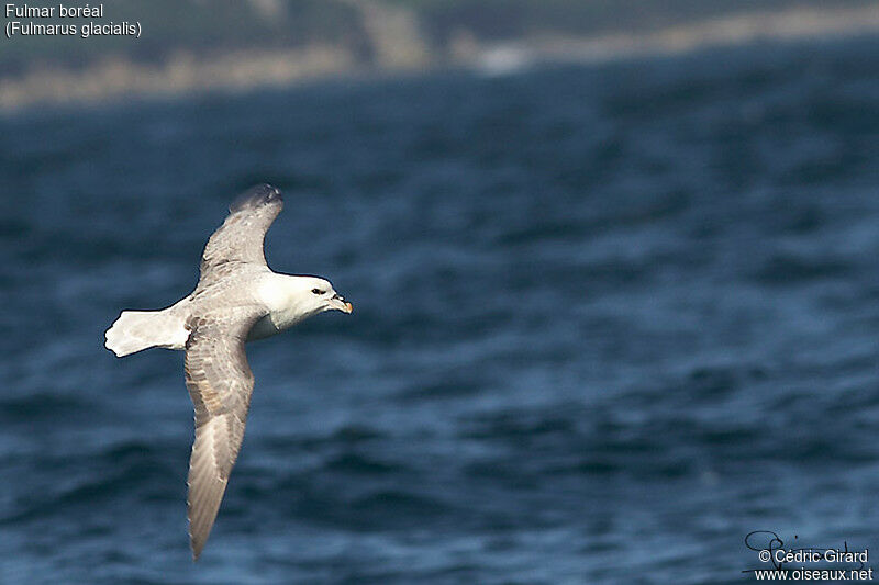 Fulmar boréal