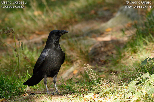 Grand Corbeau