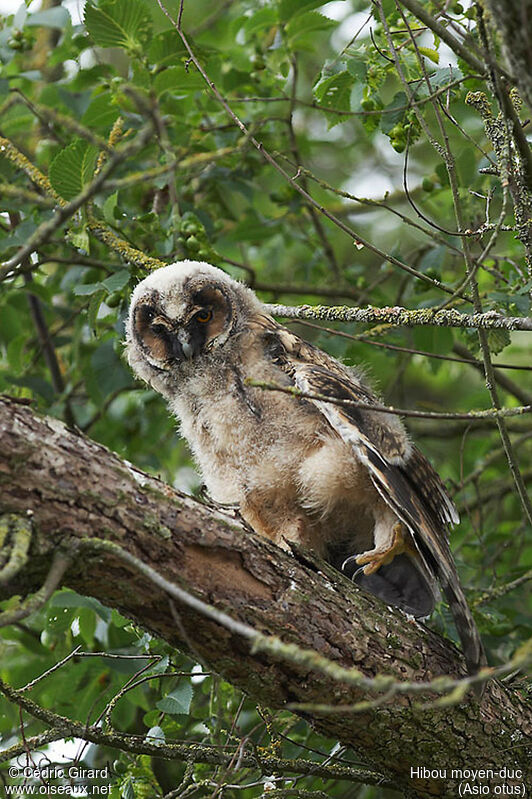 Hibou moyen-duc