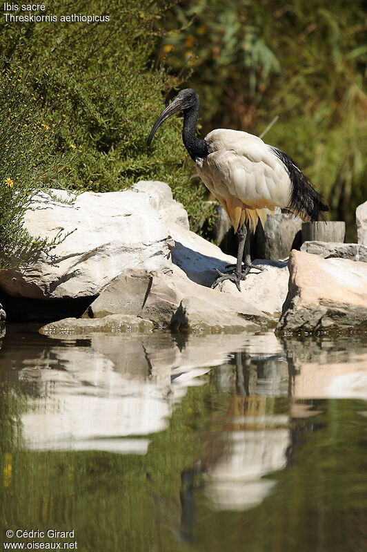 Ibis sacré