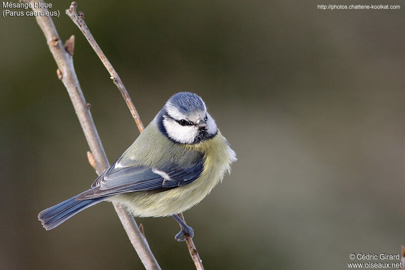 Mésange bleue