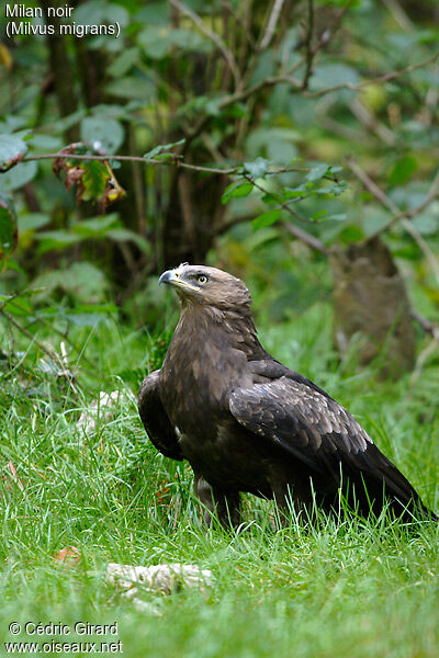 Black Kite