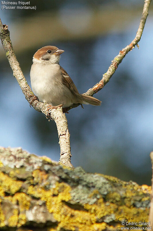 Eurasian Tree Sparrow