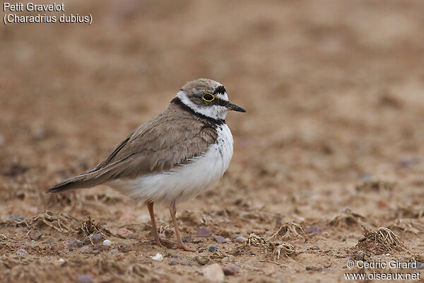 Little Ringed Plover