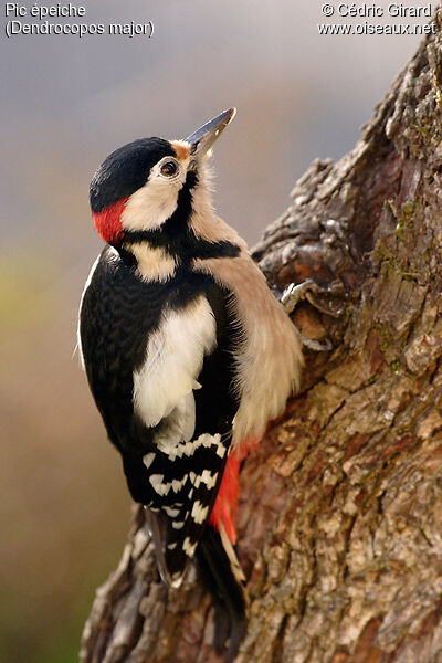 Great Spotted Woodpecker