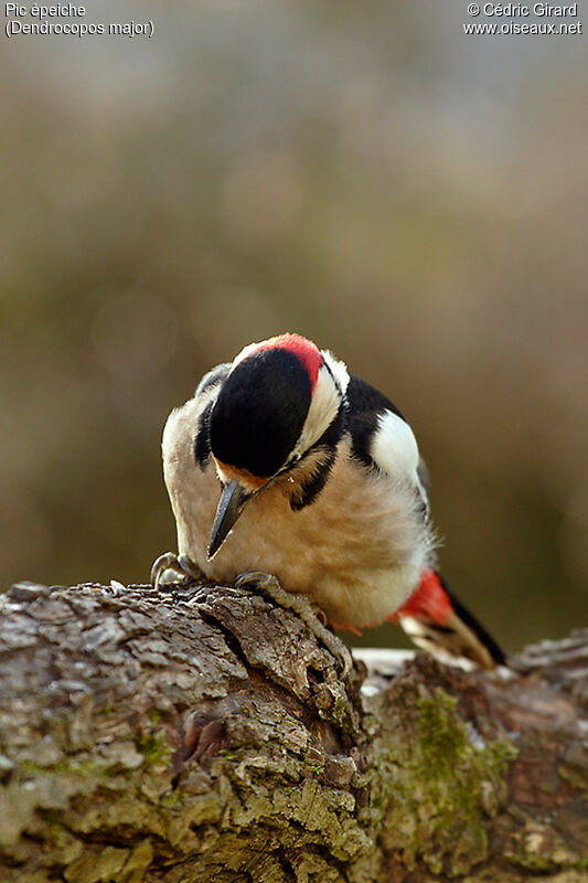 Great Spotted Woodpecker