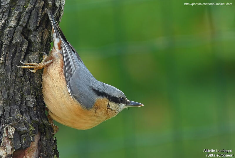 Eurasian Nuthatch