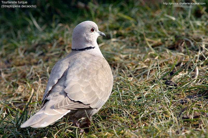 Eurasian Collared Dove