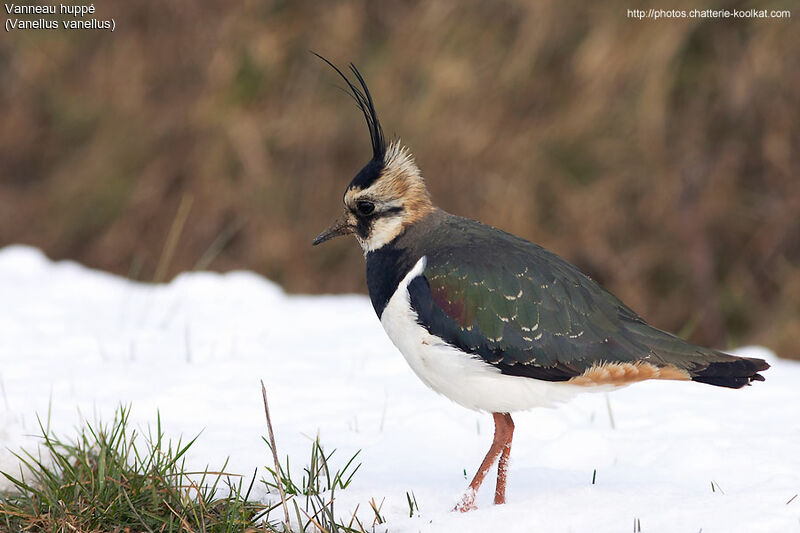 Northern Lapwing