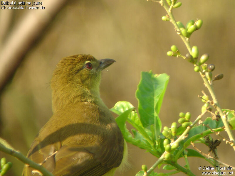 Bulbul à poitrine jaune