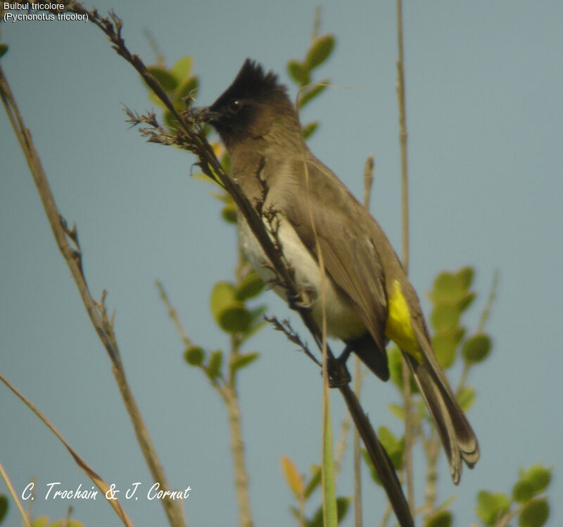 Dark-capped Bulbul