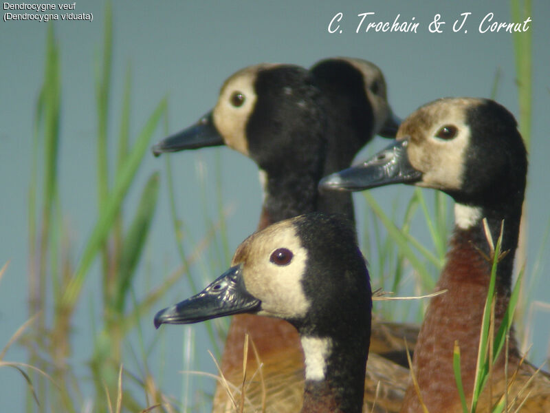 Dendrocygne veuf