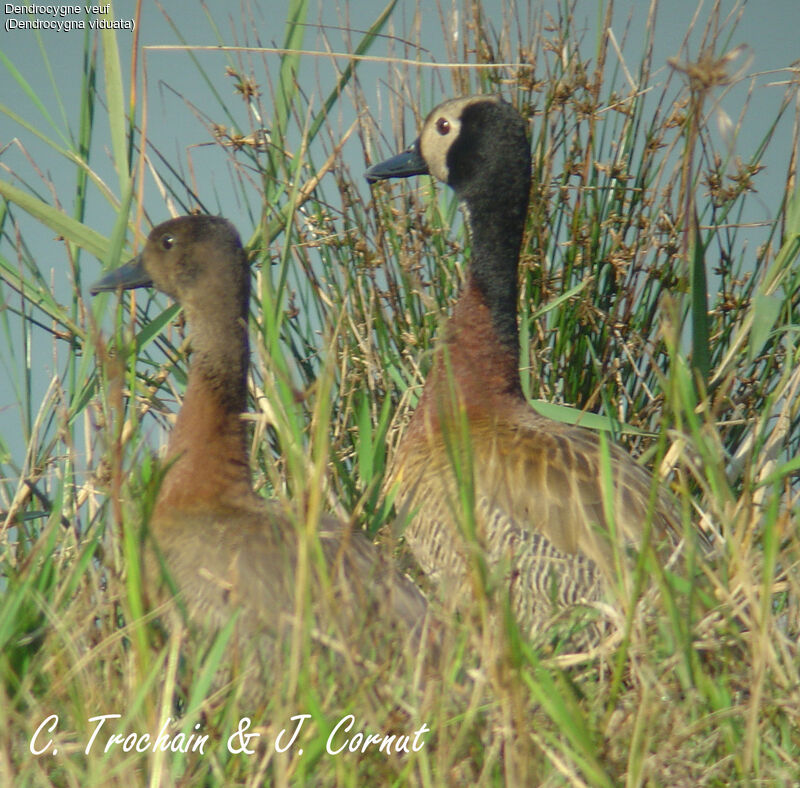 Dendrocygne veuf