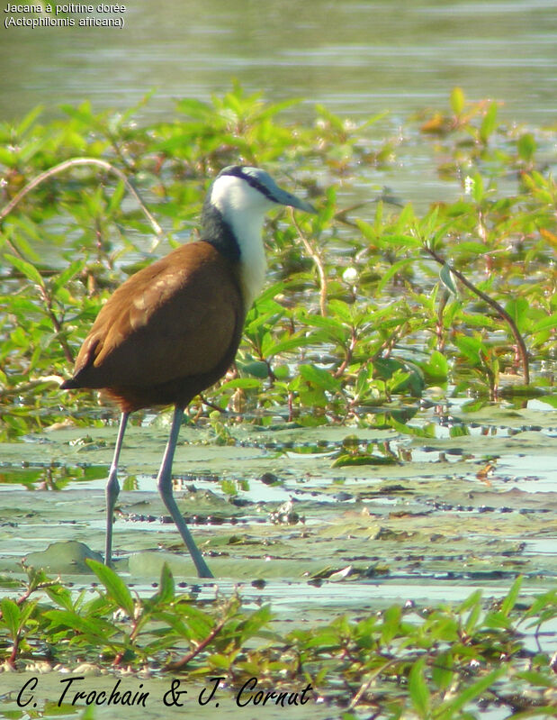 Jacana à poitrine dorée