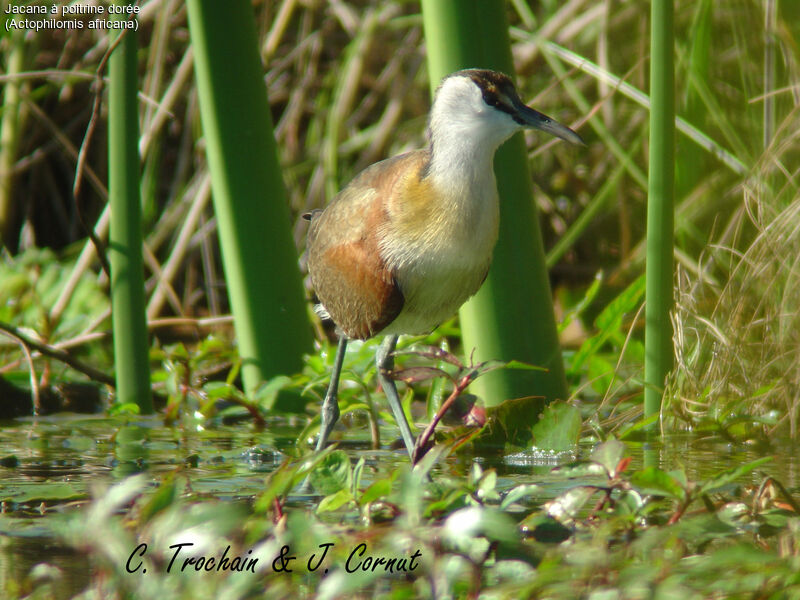 Jacana à poitrine dorée