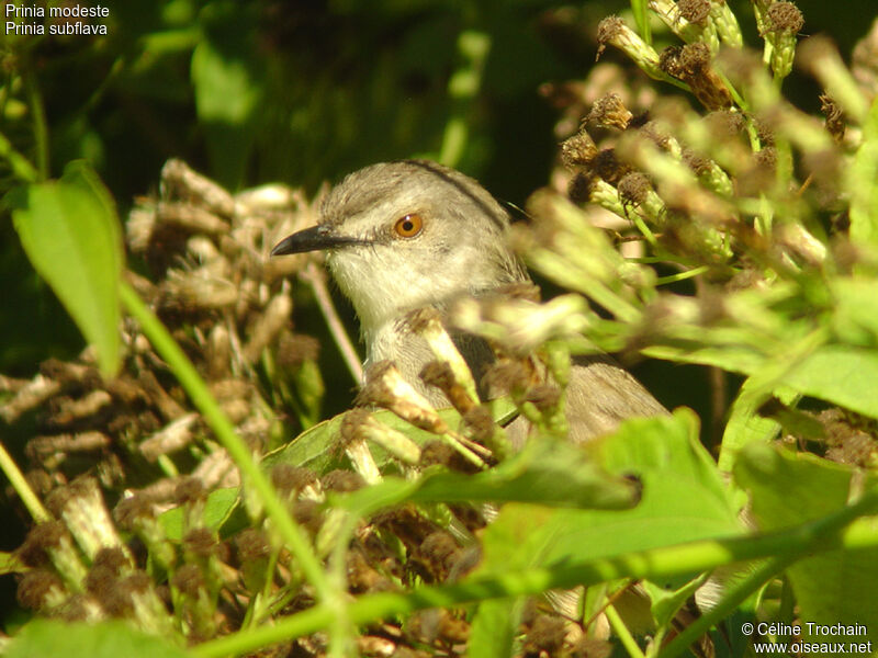 Prinia modeste