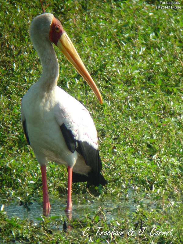 Yellow-billed Stork