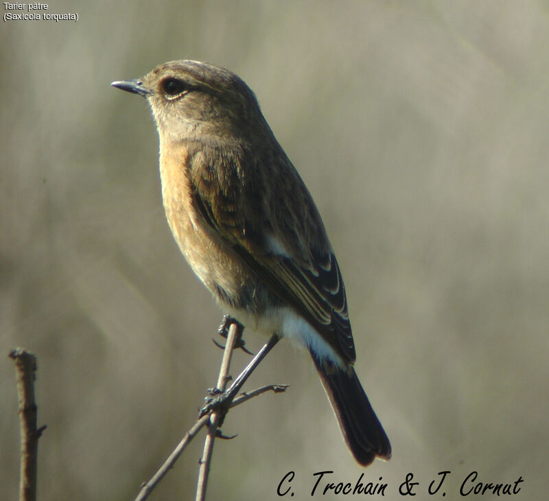 European Stonechat