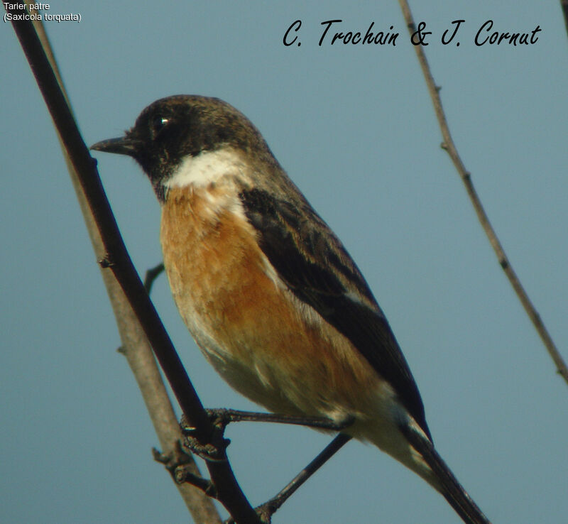 European Stonechat