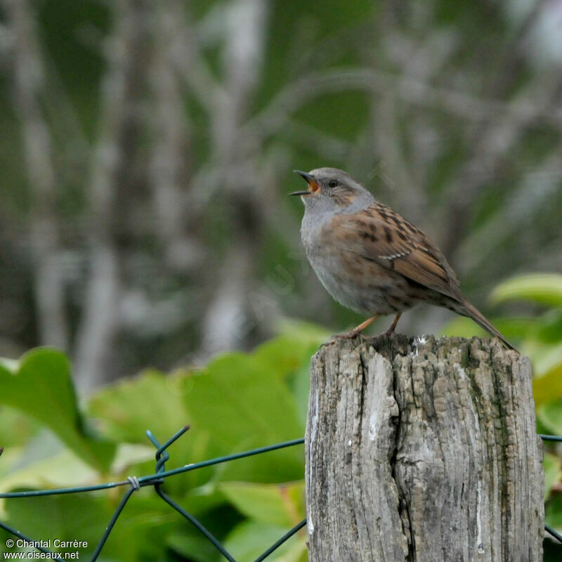 Dunnock