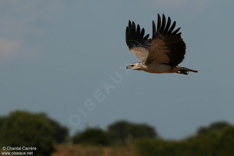 Martial Eagle