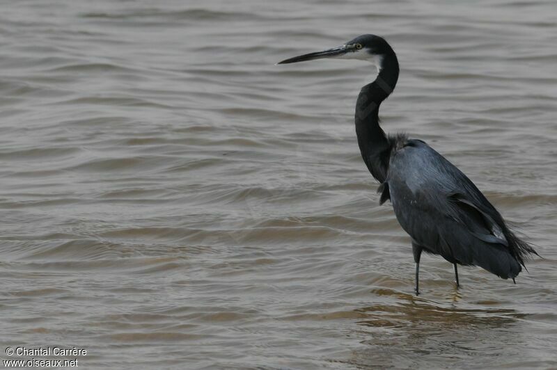 Western Reef Heron