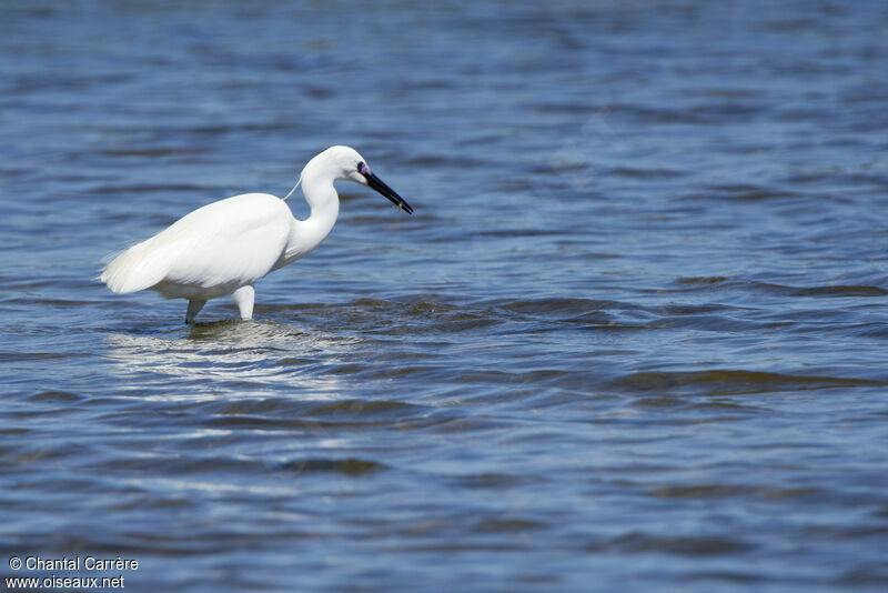 Aigrette garzette