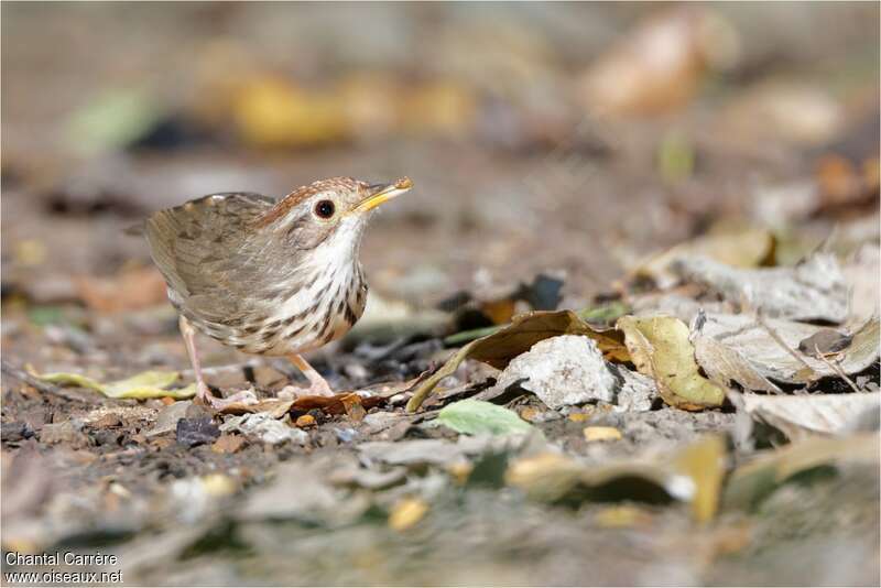 Puff-throated Babbleradult, fishing/hunting