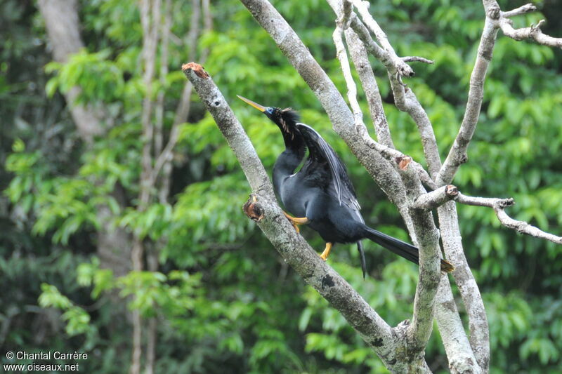 Anhinga d'Amérique