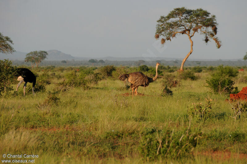 Autruche d'Afriqueadulte