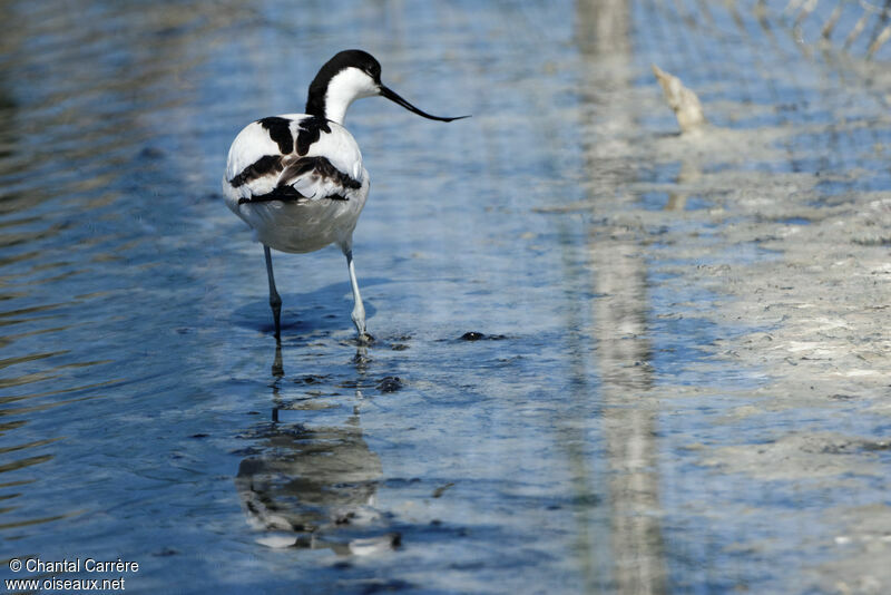 Avocette élégante