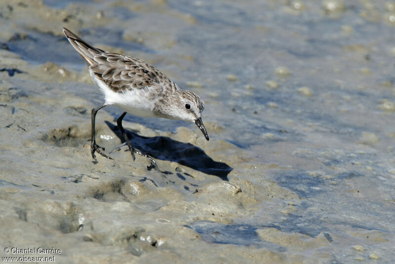 Little Stint