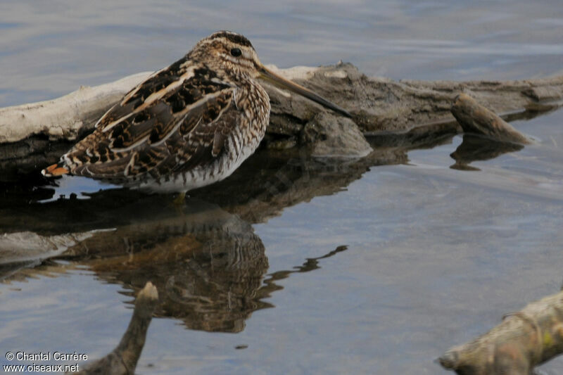 Common Snipe