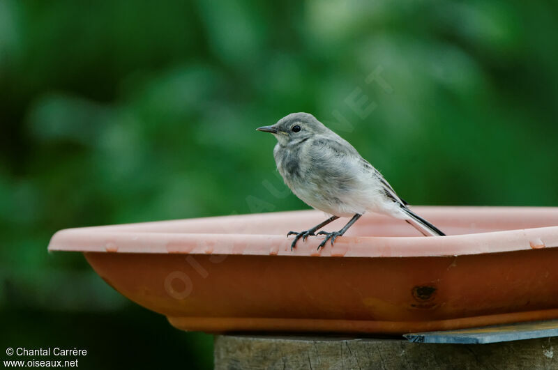 White Wagtailjuvenile