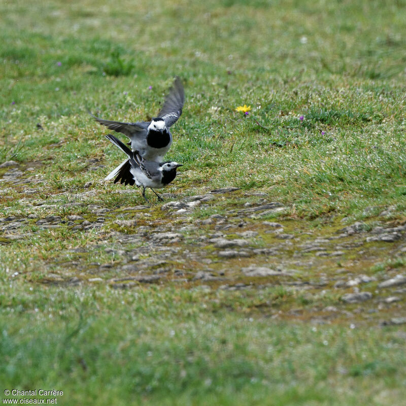 Bergeronnette griseadulte, accouplement.