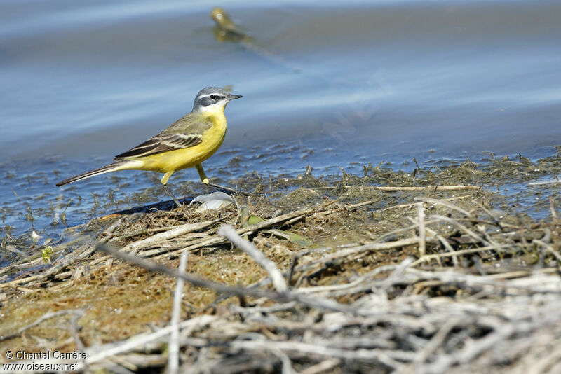 Western Yellow Wagtail