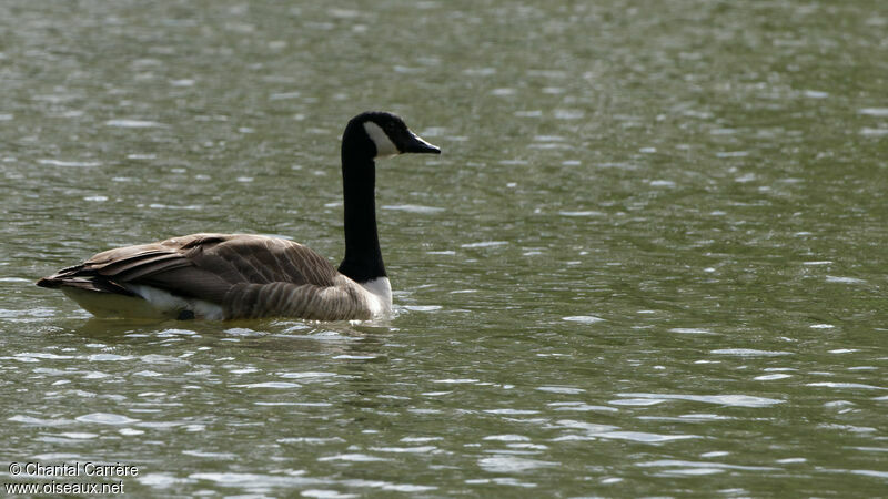 Canada Goose