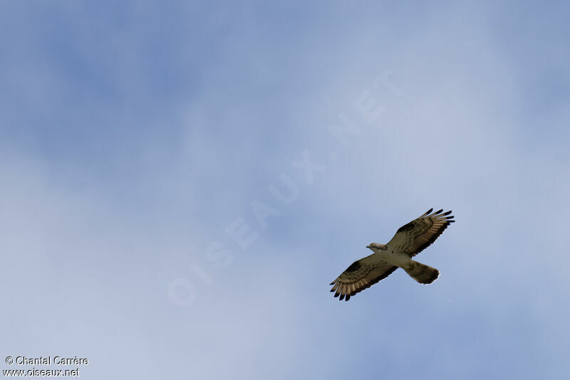 European Honey Buzzard