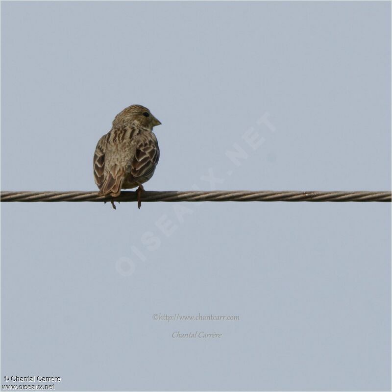 Corn Bunting